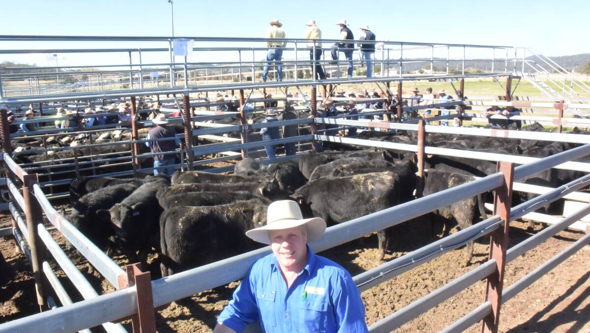 Todd Wilshire, Ballogie Holdings, sold Angus steers at Tenterfield on Thursday for $1590/hd at 265kg.