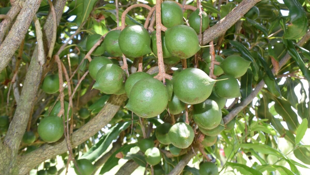 In spite of the Chinese market attraction, macadamia nut growers are not hugely exposed to current political tensions threatening to disrupt trade.