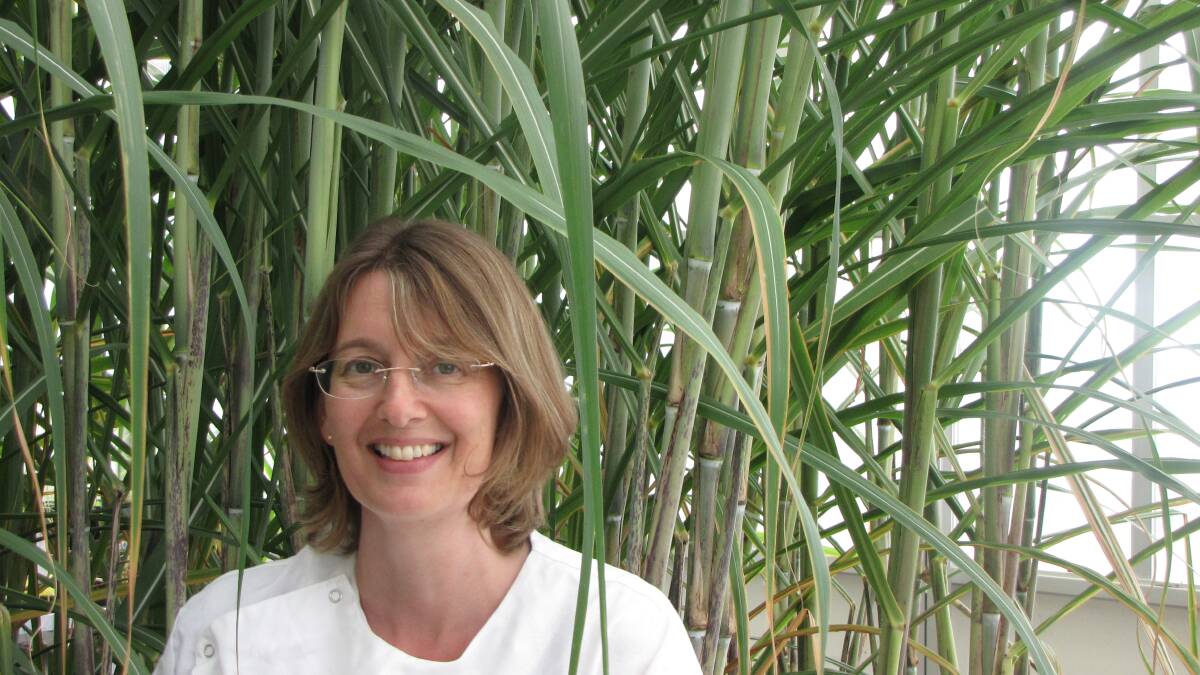 Principal Investigator and CSIRO Research Scientist Dr Karen Aitken says the newly decoded sugar cane genome will be used to develop better crops for a changing climate. Image supplied.