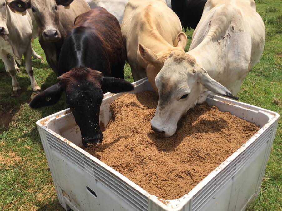 Brahman cross cows get a feed of brewers' spent grains and will use the extra protein to boost milk production.