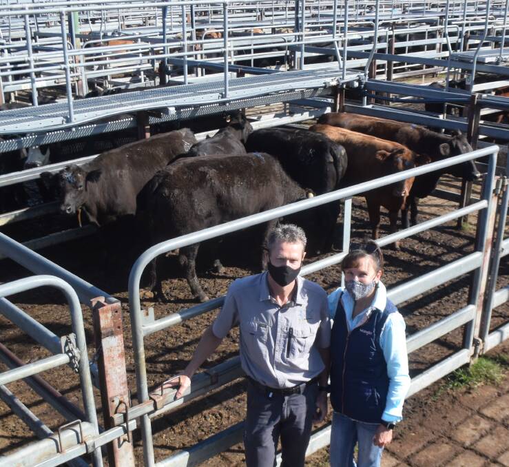Bryan Crispin and Tania Clark, Couttes Crossing, keen to buy at Grafton on Friday where prices for this pen of Brangus heifers from McGrath Cattle Co, Ulmarra, averaged 437.7c/kg or $1967.