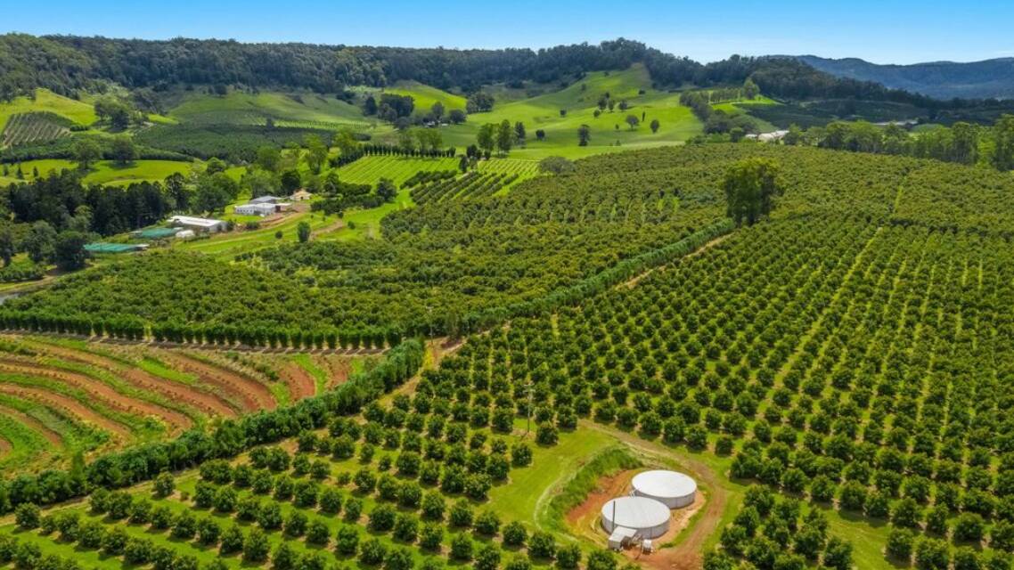 Mountain Top avocado orchard near Lismore sold recently for $14 million.