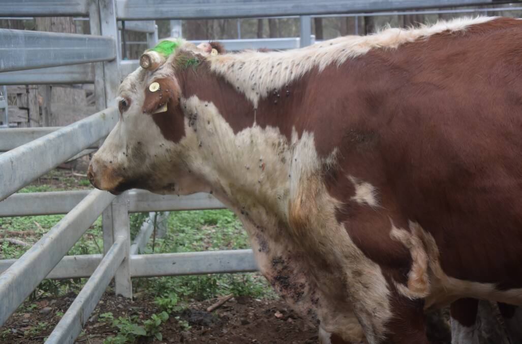 Cattle tick infestations severely affect productivity and can cause disease and death.