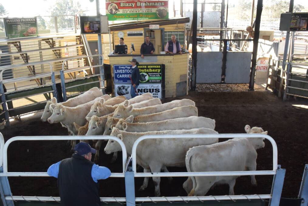 Best heifers were these Charolais from David and Vicki Munns, formerly Copmanhurst, making $945.