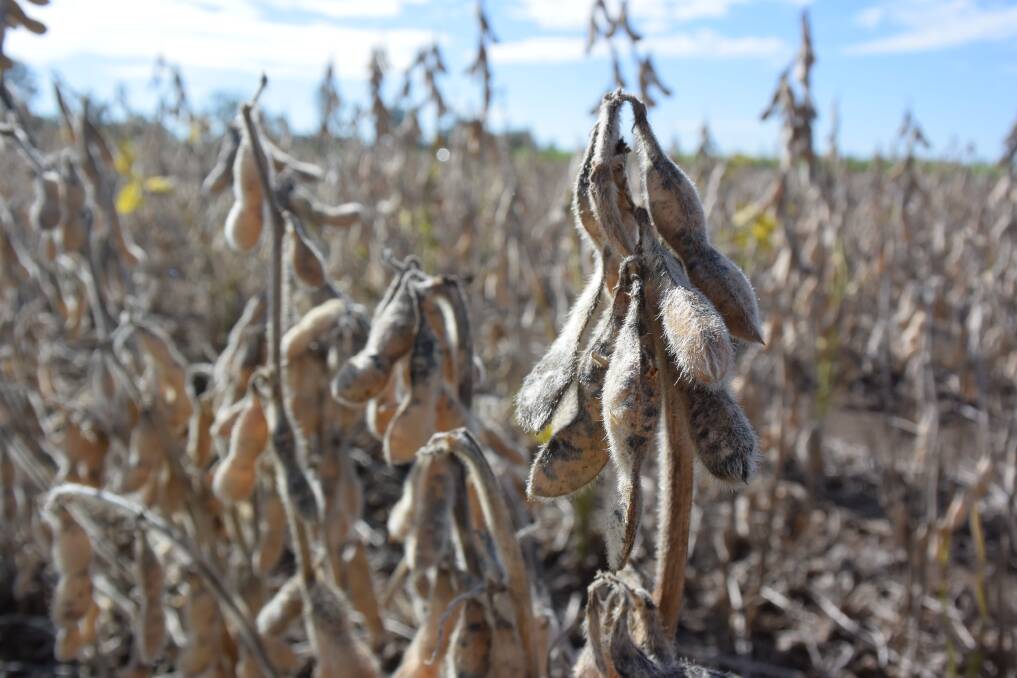 Unprecedented prices for soybeans will prompt growers to plant provided they get some moisture before February. Next week's "roadshow" will address issues.