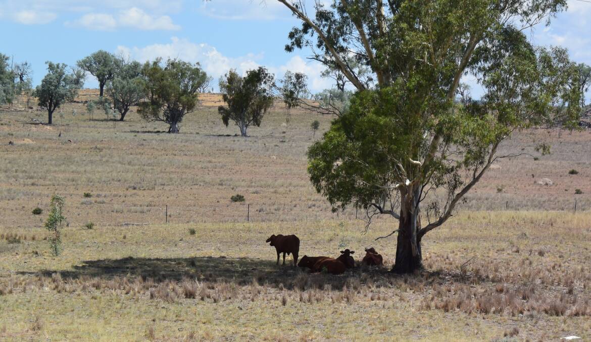 When cattle are resting under shade they are not eating and if the rumen is empty the resulting change in pH can have a lasting impact on animal performance.