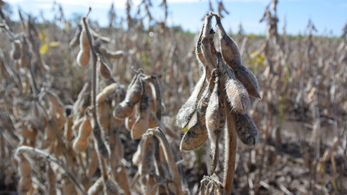 Dryland soybeans of the Richmond variety ready for harvesting at East Coraki via Lismore. Seeds were planted at 35 per square metre, down from 40 seeds in previous seasons with seemingly better production with the thinner plantings.