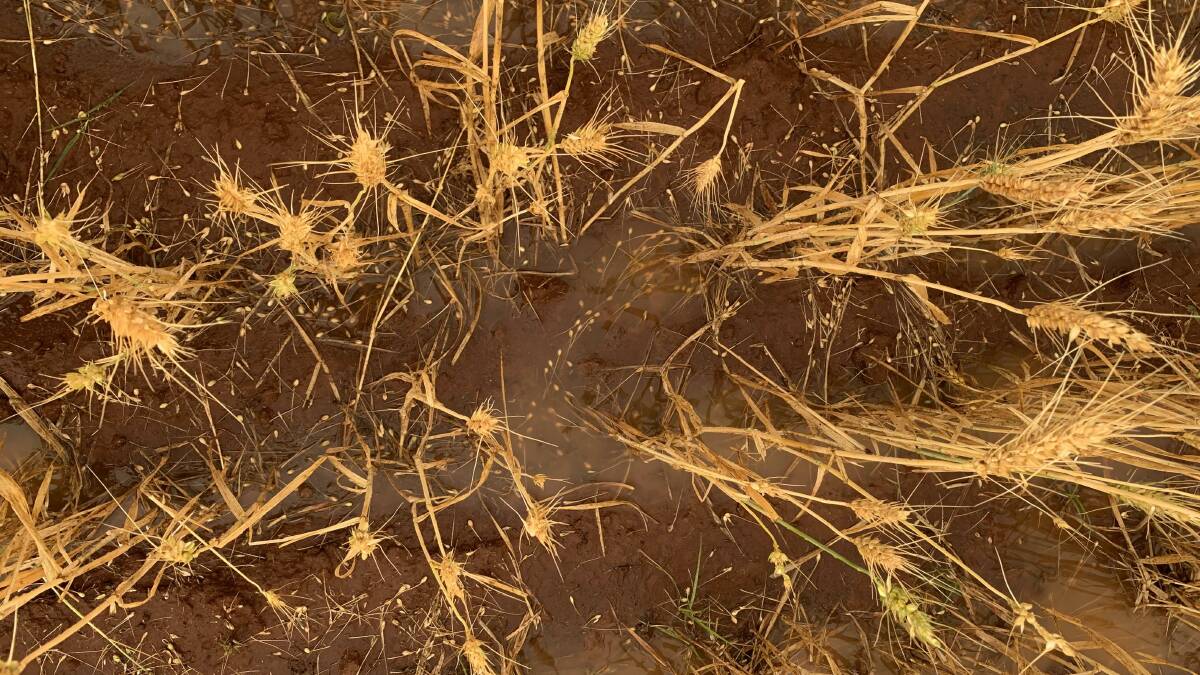 Hail damaged wheat near Lake Cargelligo has taken the shine off an otherwise splendid season. Photo: Emma Ayliffe