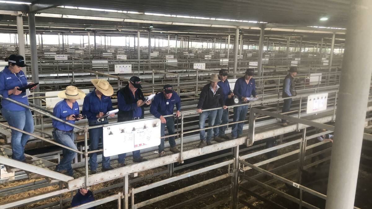 Wodonga feeder steers to $2770