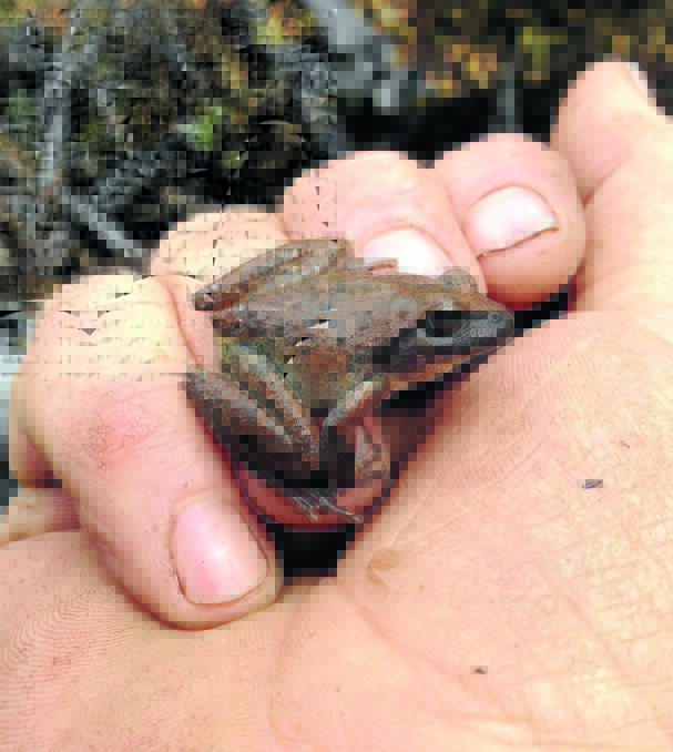The Booroolong frog is a local species which is
listed as critically endangered by the International Union for the Conservation of Nature.