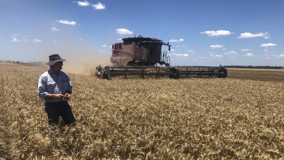 Moree agronomist Robert Long in a paddock of wheat between Garah and Boomi. There is a lot of optimism in the far north that most of the crop will come off before the weather turns. Photo: Courtesy Robert Long