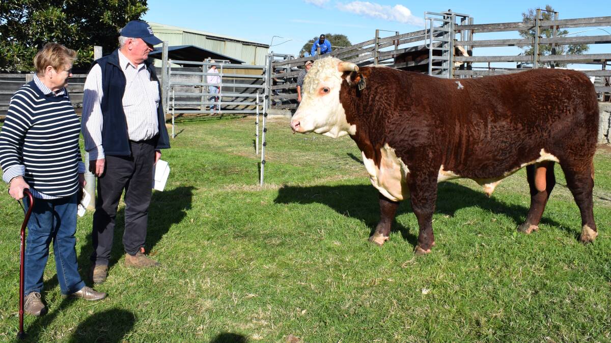 Jill and Rob Reid, Wodonga, with Franco Liber L621 which topped the Franco Hereford sale on Saturday at $9000.