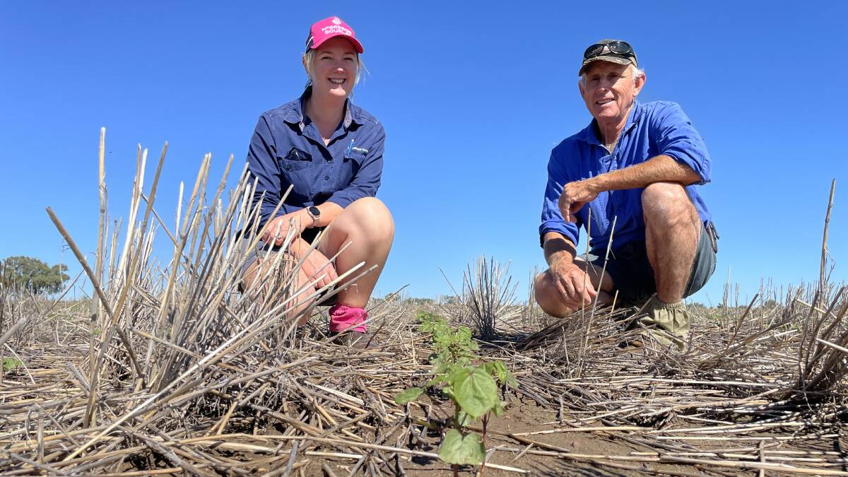 Young cotton susceptible to spray drift is in good hands at Bella near Delungra, where agronomist Alice Jorgensen and grower Charles Boileau, use best practice - and innovation - to ensure a crop's success.