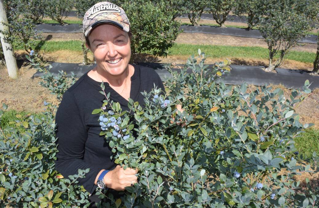 Kellie Potts, Sandy Beach via Woolgoolga puts on a brave face despite a difficult blueberry harvest but has already taken steps to plant jumbo-sized varieties and is organising her own pool of labour.