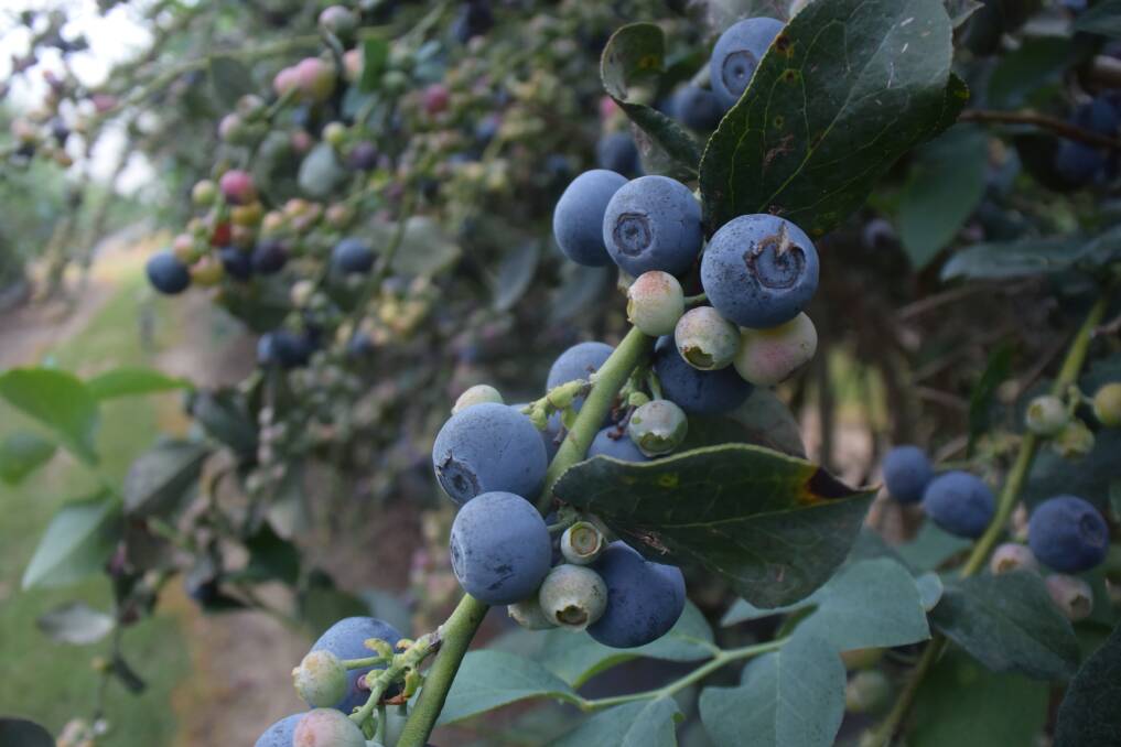 Blueberry growers on alternative water supply have had a reasonable season at Coffs Harbour, as seen with this fruit irrigated from recycled town water. However, those relying on rain have been punished by this record drought.