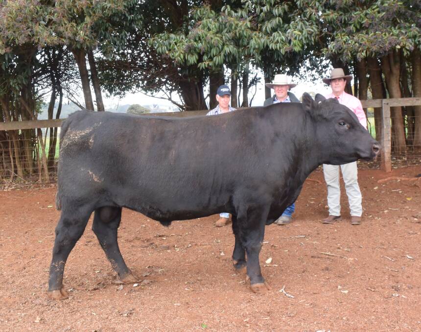 Tandara Nelson N18, the quiet son of US sire Deer Valley All In, sold for $8500 to Rob Perkins, Hernani, pictured with stud principal Godfrey Darling and Elders auctioneer Brian Kennedy.