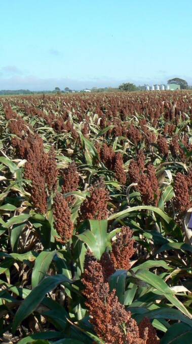 Australian sorghum was an immediate beneficiary of China’s decision to shut out US imports. Prices rose from $300 to $370 late last week, before China re-opened the gate.