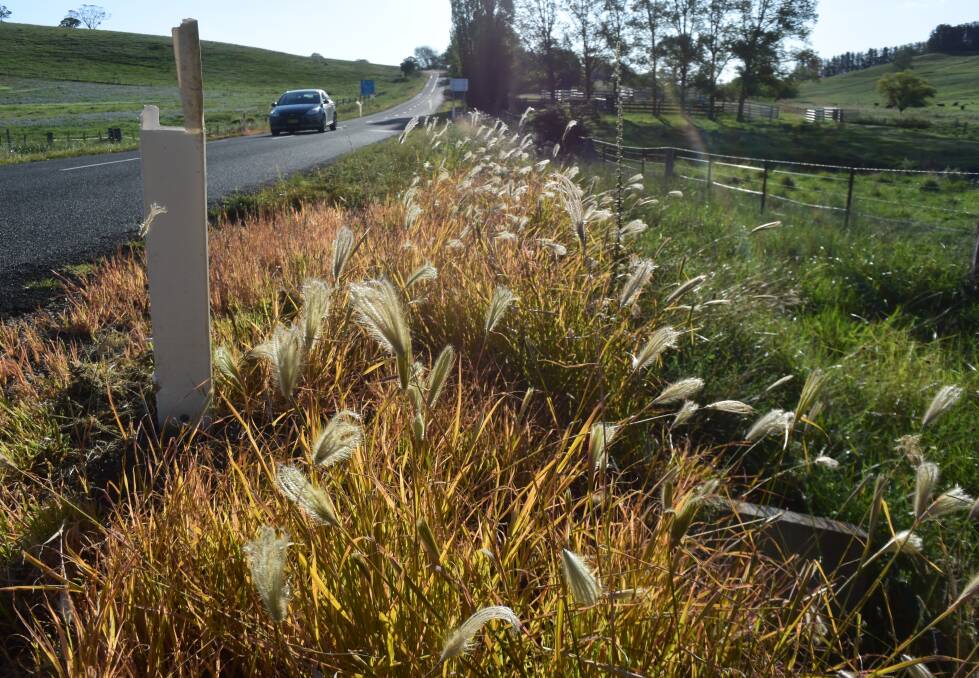 Glyphosate resistant feather top Rhodes grass proliferated around sprayed guideposts in the New England this summer, highlighting a challenge for weed authorities.
