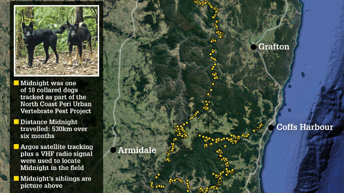 The amazing trek by 'Midnight', a wild dog tracked by radio collar, illustrated with yellow dots, traversed some of the North Coast's most rugged and wild country. The dogs photographed to the left are thought to be Midnight's siblings. 