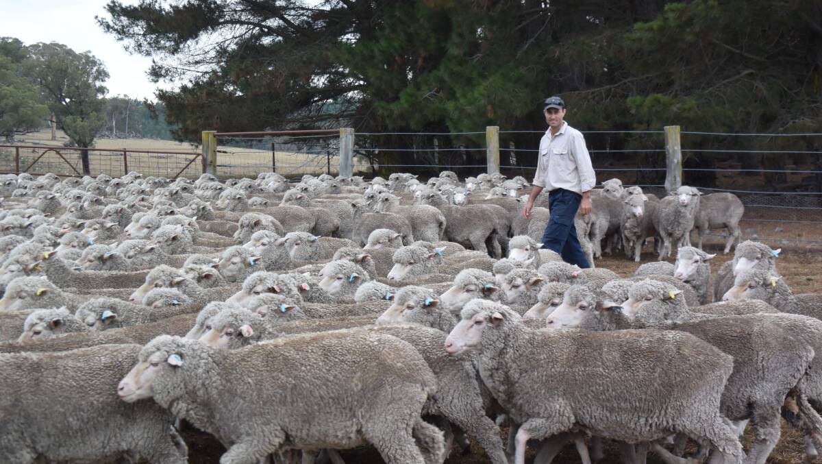 Michael Taylor,“The Hill” via Kentucky, produces Merino wool from non-mulesed sheep and gets a premium for his efforts through co-operative marketing. Ultimate traceability will ensure that benefit in a modern world.