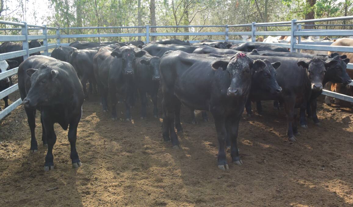 Angus steers, 356kg, by Bruce Sutherland, Kinchela, made 286c/kg or $1021 going onto feed at Goondiwindi.