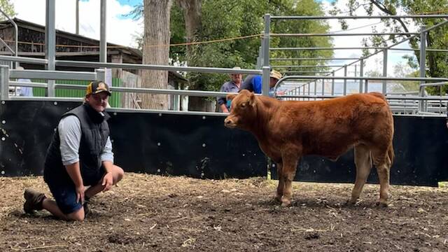 One of the volume buyers at Monday's potential show steer sale Owen Wormsley, Glen Innes, with a 303kg pure-bred Limousin that made $1100c/kg bred by Peter and Pauline Grant, Wilsons Downfall via Stanthorpe.
