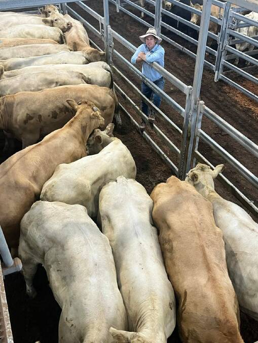 Warick Clydsdale, Davidson Cameron and Company, Scone, with 626kg Charolais cows from Godolphin stud, Rouchel, which made 391.2c/kg or $2450. Photo: Edwina Watson