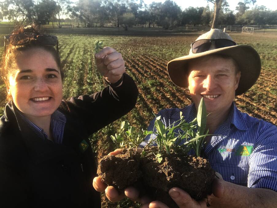 Animal nutritionist Megan Davies and agronomist Guy Webb, Agriwest Rural at Forbes, showing a handful of perennial diverse pasture surviving and established on 42mm of in-crop rain.