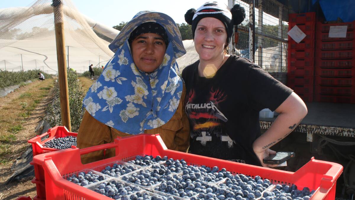 Parminder Kaur, India, and Michelle Steer, England, are part of a small army of pickers harvesting at Golden Eagle's Clarenza property. The flexible backpacker work force is integral to most blueberry enterprises on the coast.