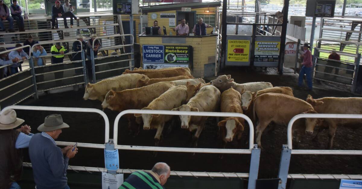 The Moorhead family's Baryulgil Pastoral sold EU accredited Charolais over Brahman/Hereford steers to $1654 for 332kg at 498c/kg going to grass finisher Greg Upton, Walcha.