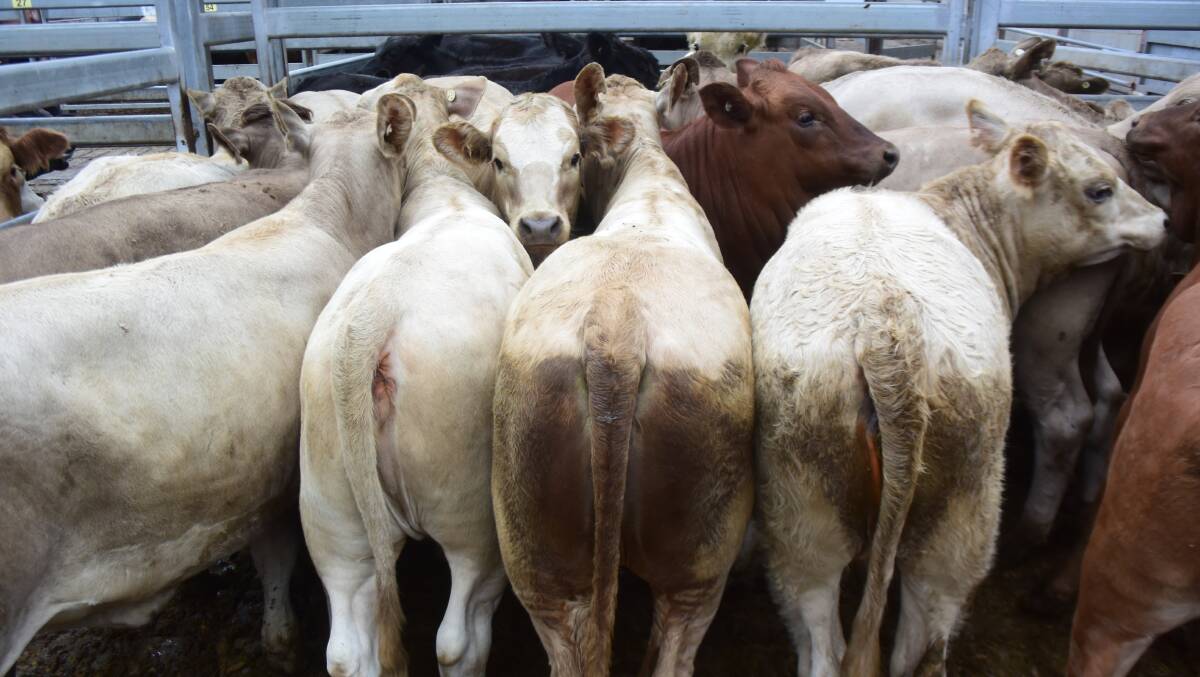 Charolais heifers from Brahman/Hereford cows, 280kg, produced by the Chapman family, Fineflower, made 562c/kg or $1576, going to onto feed at Alexander Downs. Their brothers weighed 13kg more and brought an extra $22.
