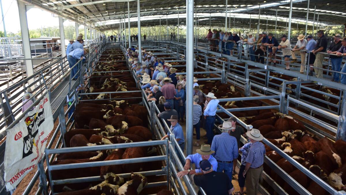 Independent testing of the new Casino saleyards has found airborne ammonia levels are under detection limits and dust suppression by wetting sawdust was a practice already carried out.