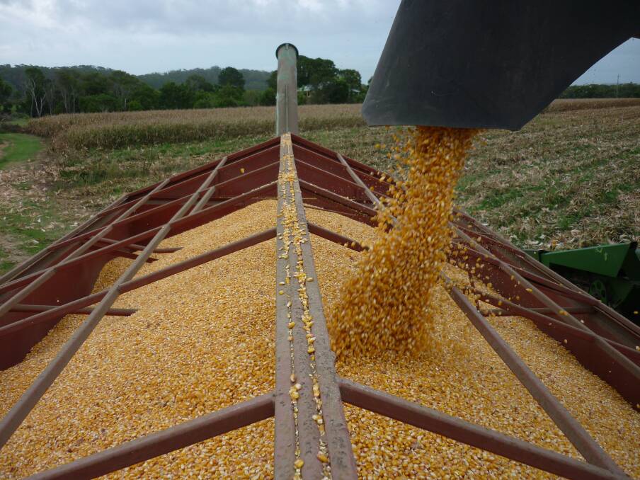 Market leaders say buyers at the consumer end don't want corn right now - whether its feed quality or prime white - and they certainly aren't paying a high price.