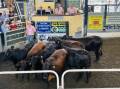 Best pregnancy-tested-in-calf heifers sold to $2750 a head for Brangus-cross from Ulmarra Angus stud, Clarence Park. Photo supplied.