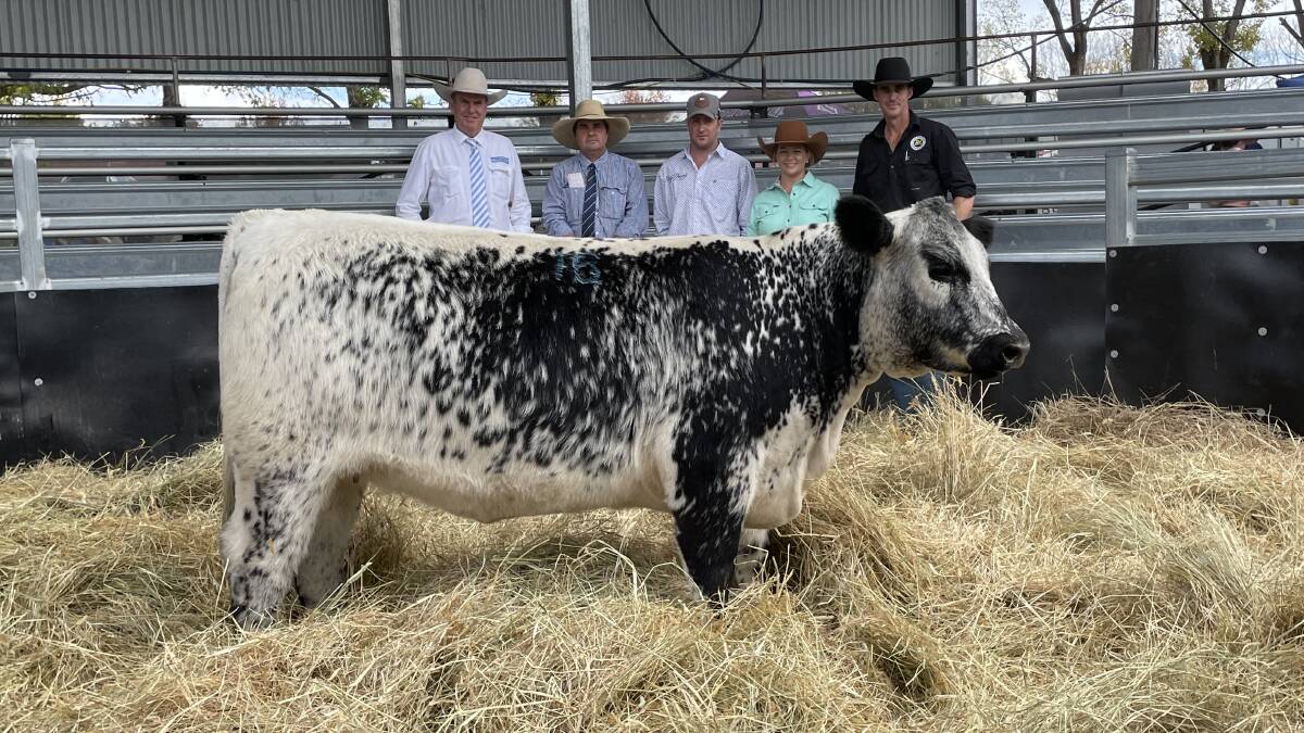 Battalion Unique U84 brought $60,000 at Glen Innes on Monday, pictured with auctioneer Paul Dooley, Colin Say and Co agent Nathan Purvis, buyers Dale and Stacey Jones, Ivery Downs, and Battalion livestock breeder Grant Kneipp, Dundee.