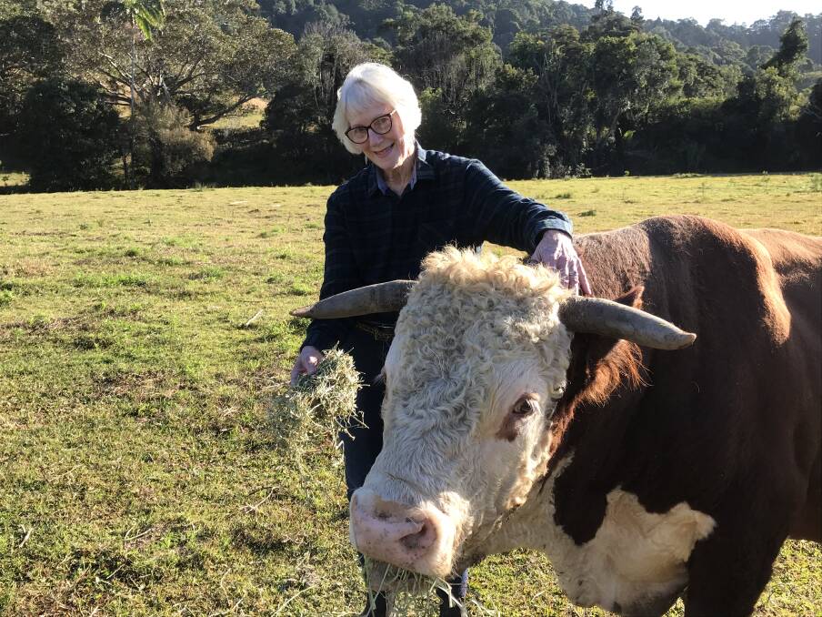Jan Fletcher, Cressvale at Piggabeen on the Tweed, with her station-bred Hereford bull sporting Franco blood. Cattle ticks remain a concern. Photo: Alison Fletcher