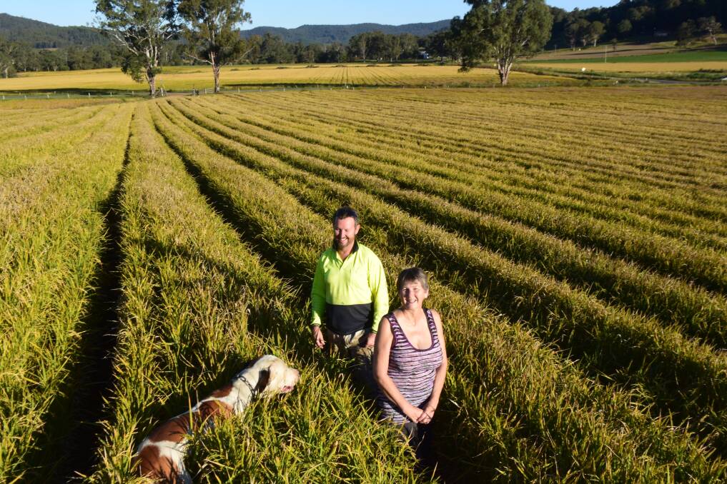 Kevin and his sister-in-law Eliza Petty, Urbenville, stand between rows of Tachiminori rice before harvest. Eliza's dog Axel can just keep his big head above the crop. Elsewhere on the coast dryland rice is producing a respectable 9t/ha.