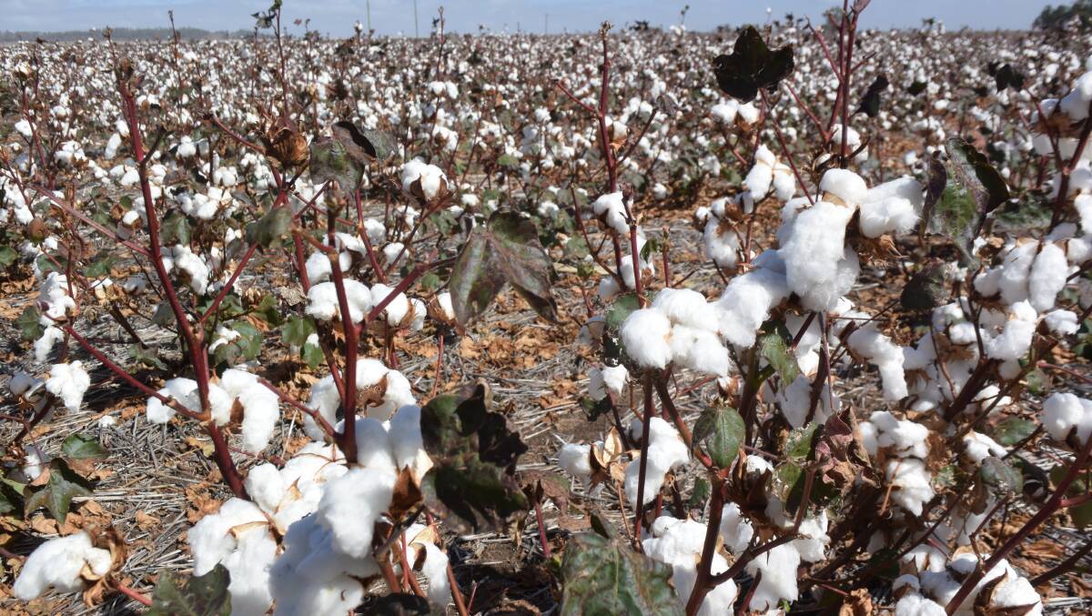 Cotton is an opportunity crop that can deliver big wins in the right year.