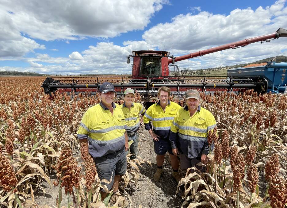Gilmour contracting staff Richard Gilmour, Mitchell Carter, Harry Gilmour and Adam Baxter in a paddock of sorghum being harvested from the Gilmour family property at Yallaroi.