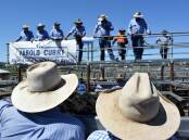 Buyer demand at Tenterfield was strong at the season's last weaner sale with lightweight Angus steers headed to Moree, Dubbo and Dalby Qld. Photo: File