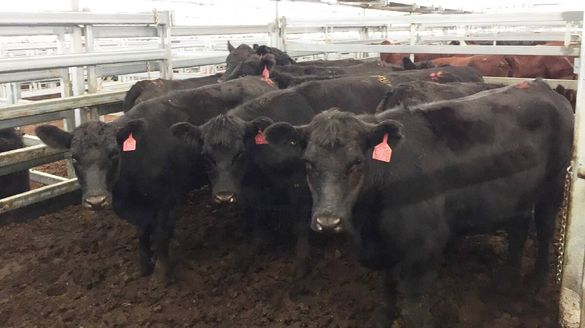 Angus heifers 395kg from Edwards Livestock company sold at Inverell on Tuesday for 449.2c/kg or $1774.34.