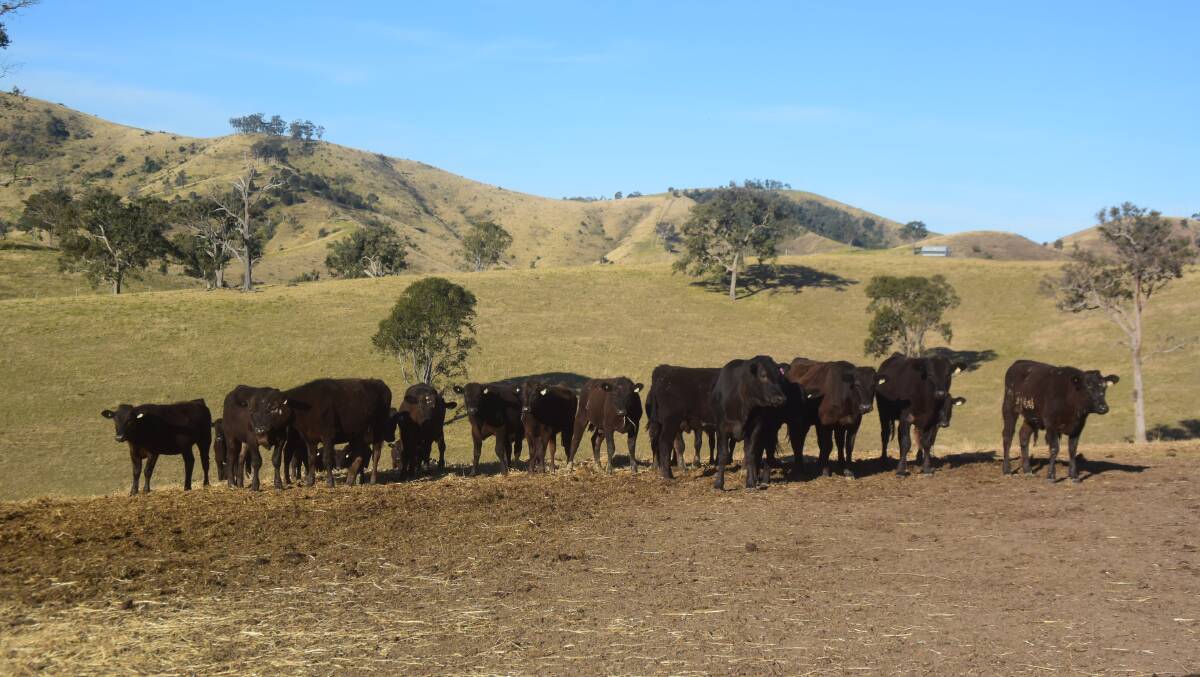 Poll Wagyu heifers at Gloucester's Gateway farms provide fine carcase traits from an animal with tough constitution.