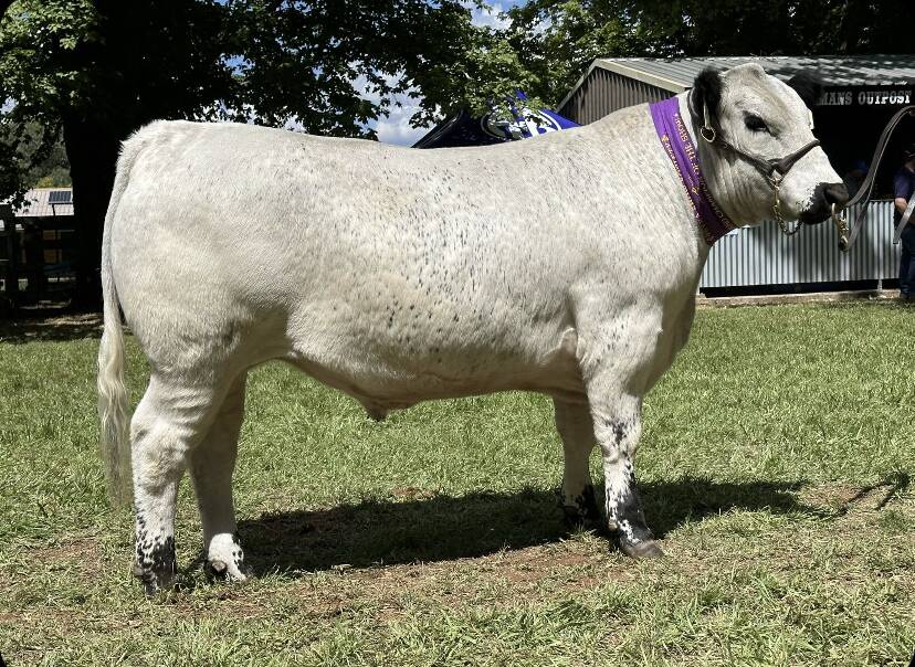 This Speckle Park steer bred by Panorama Farms at Narrabri and prepared by PLC Armidale will likely be auctioned as part of the Schute Bell charity steer auction on April 6. It won grand champion at Guyra and Glen Innes shows. Photo by Briony Looker.