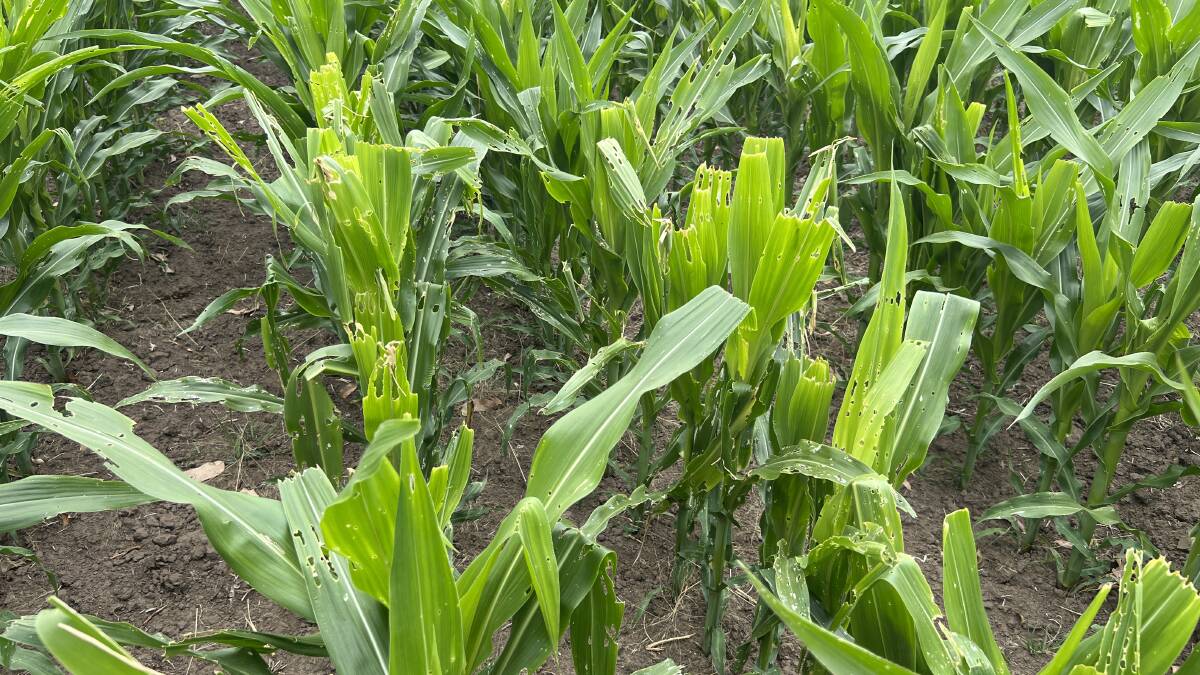 Damage to corn from fall army worm. The shotgun effect comes from the grub eating through the centre of the growing whorl and severely diminishes yield.