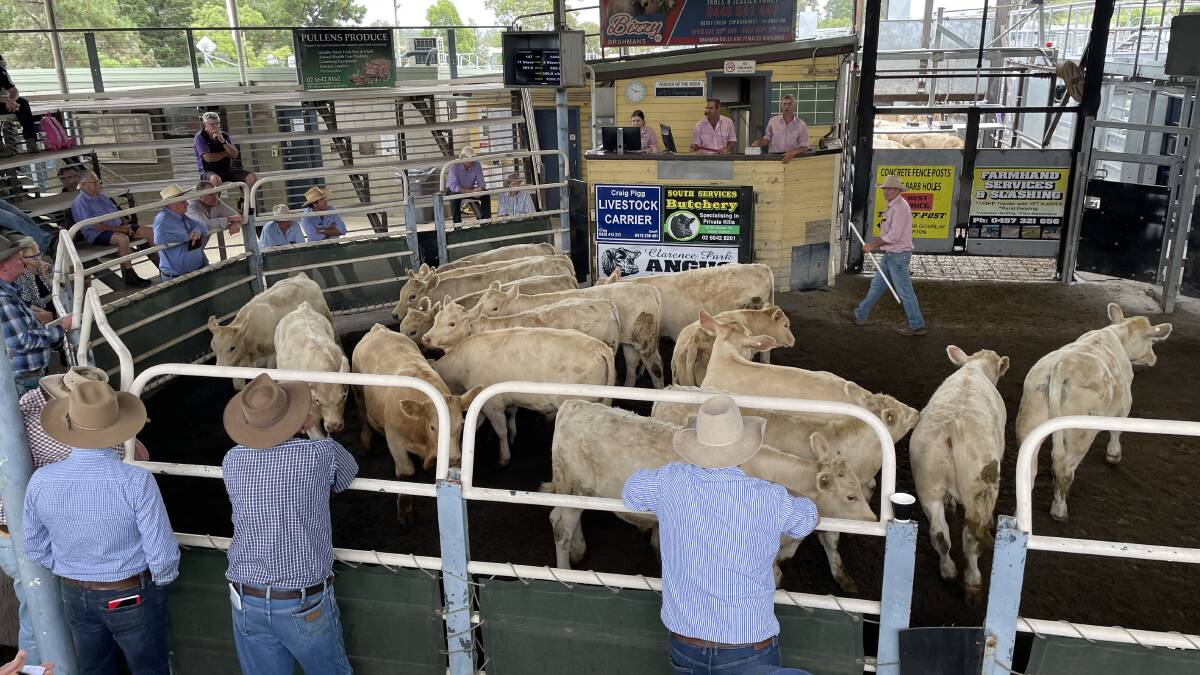 This pen of 15 Charolais off floodplain country at Lawrence, 235.3kg, made 386c/kg or $908 going to the Walgett district.