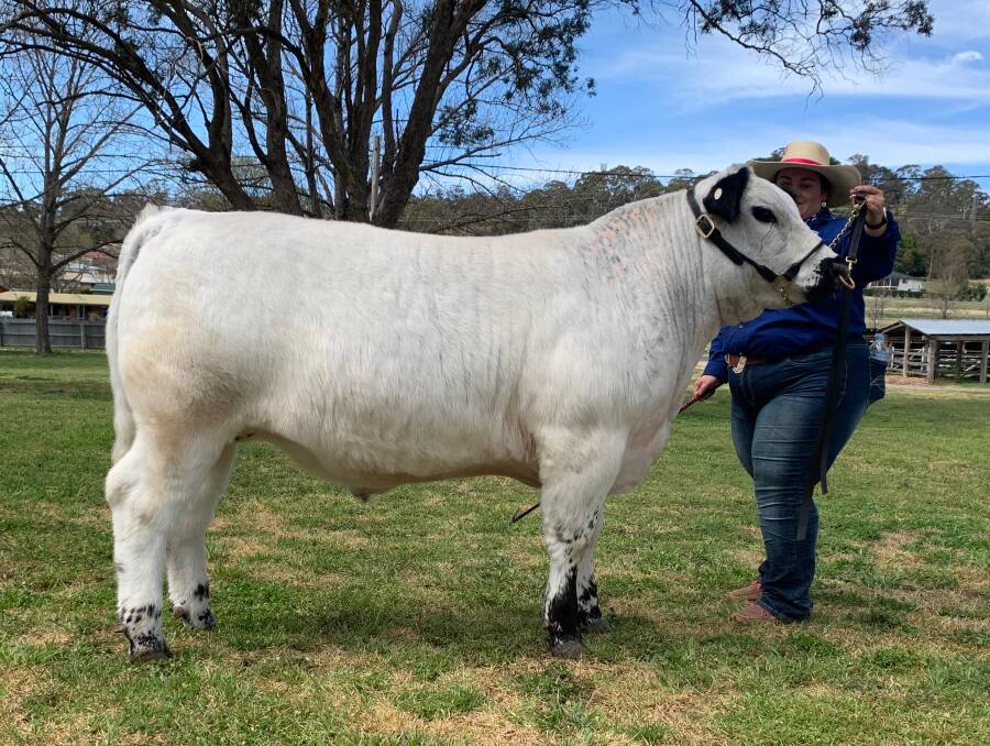 This middleweight Speckle Park cross steer, led by Morgan-May Hay, bred by the Winter family of Furracabad and prepared by Glen Innnes High School agricultural students, was awarded grand champion in the Colin Say and Co carcase competition. Photo: Jody Lamph