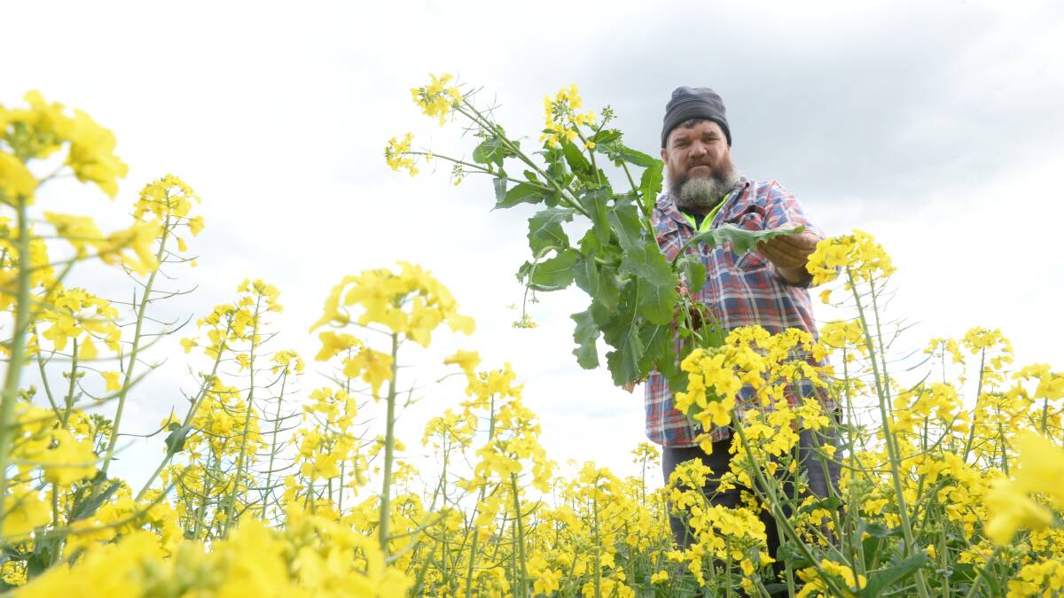 Darren Mooney, "Eversleigh", Bimbi in flowering canola. "To get oilseed you need weight and yield," he says. "Right now what we’ve got is hay yield and a forecast for a dry finish.The hay option makes sense.”