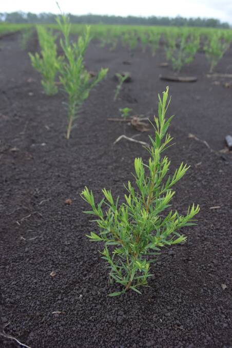 New varieties of tea tree are grown out in nurseries and planted in fresh paddocks before delivering 15 to 20 years of production.