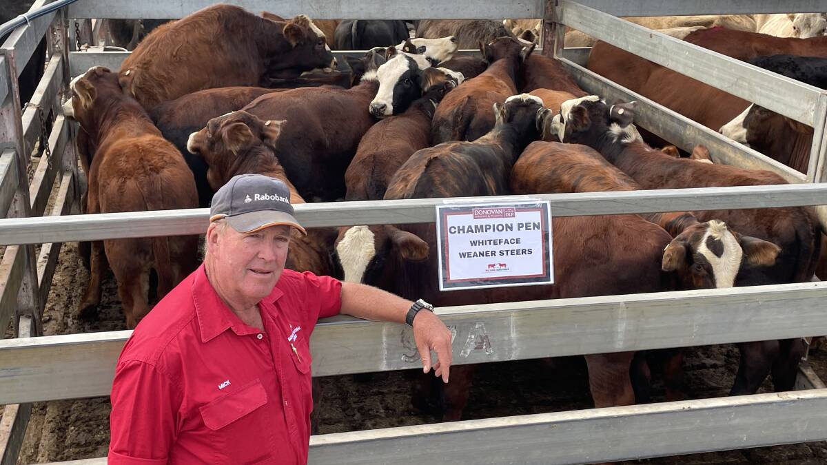 Well-bred Hereford cows put to Jomanda and Bizzy Brahman bulls produced this pen of champion first-cross steers produced by the Moorhead family's Baryulgil Pastoral which sold for $887 a head at 408c/kg for 217.5kg at Grafton last Thursday. Picture by Jamie Brown.