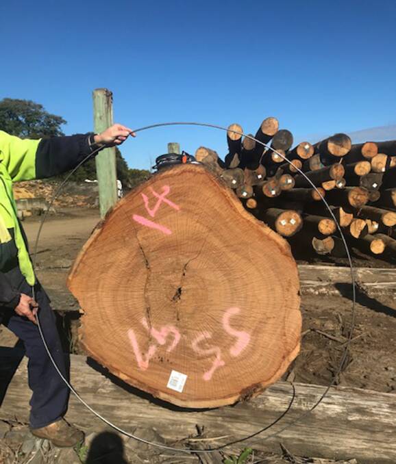 Standards, like those describing the maximum diametre of a sawlog, need to be written into law to avoid protests ending up in court, argues Timber NSW. In this case international standards dictate measurement at breast height whereas in NSW the EPA demands measurement at ground level making this log oversized and illegal.